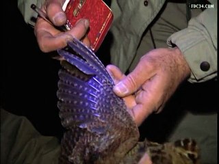 Chasse - Bagage de la Bécasse