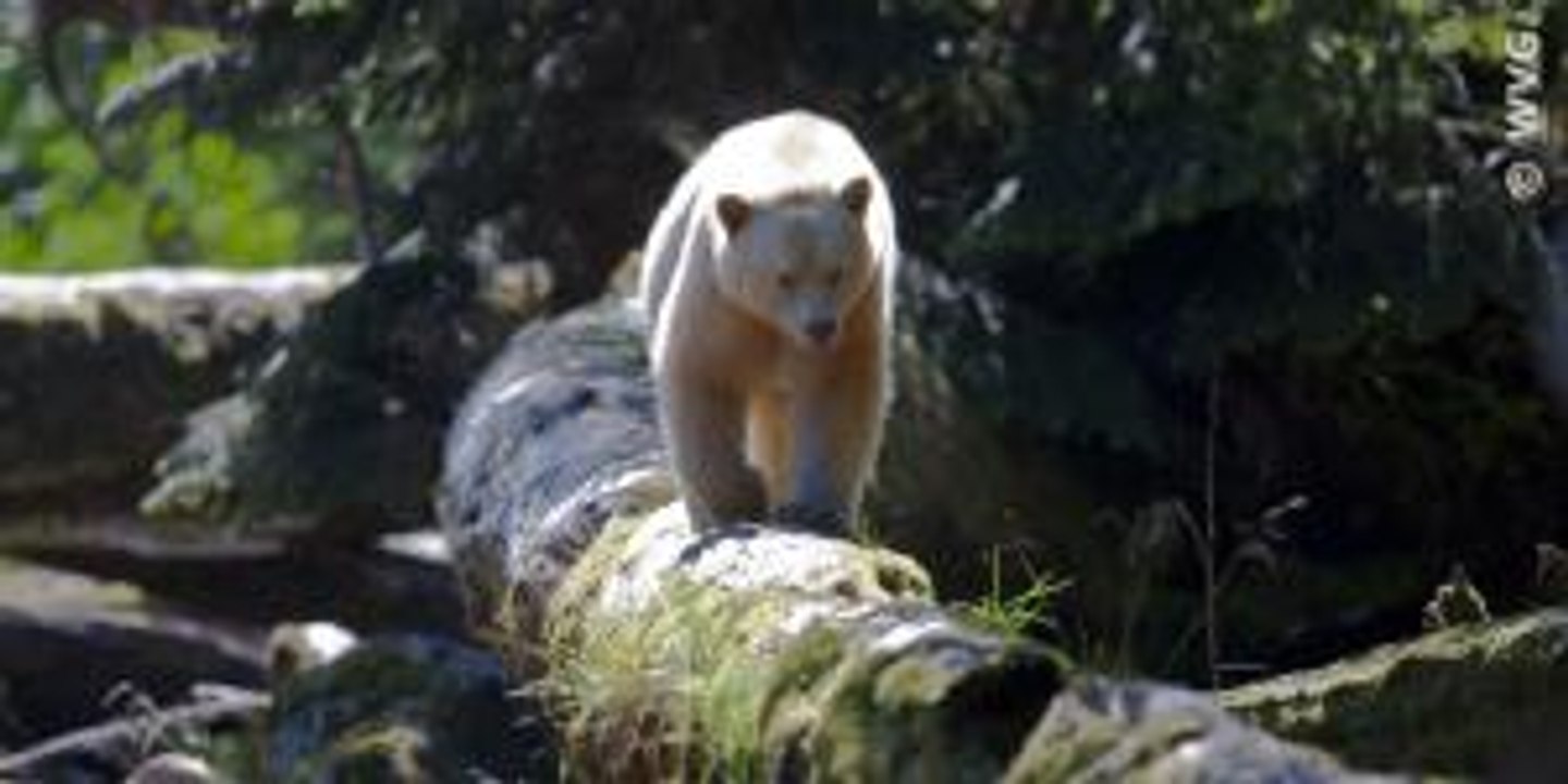 Wildes Kanada Trailer (Deutsch)