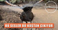 BÖYLE SESLER ÇIKARAN BİR KUŞ DAHA GÖRMEDİNİZ