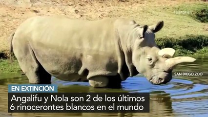 Los últimos 6 rinocerontes blancos del mundo - 15POST