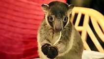 Tree Kangaroo Joeys Will Melt Your Heart