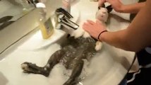 Banyo Yaparken Gevşeyen Tavşan