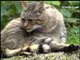 ÉTHOLOGIE : Le Chat sauvage (Felis silvestris)