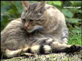 ÉTHOLOGIE : Le Chat sauvage (Felis silvestris)