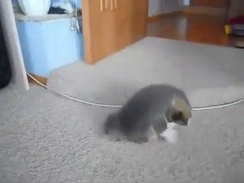 Yavru kedi ile yavru köpeğin buluşması