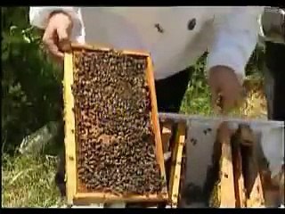 Arıcılık Eğitim Videosu 1