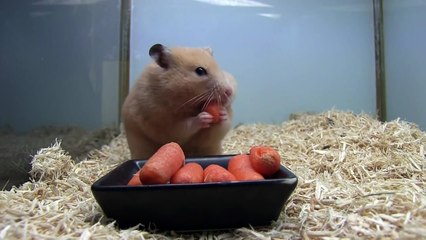 Un hamster fan de carottes