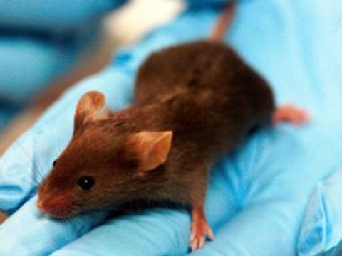 Mind-Controlled Mice Could Unlock New Techniques to Treat Illness