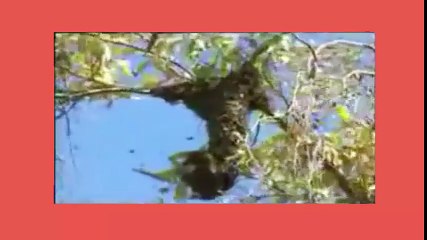 Arıcılık Eğitim Videosu 1.bölüm -2