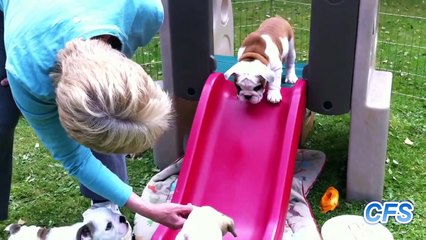 Dogs on Slides Compilation 2014