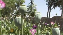 Afghanistan sees rise in poppy cultivation