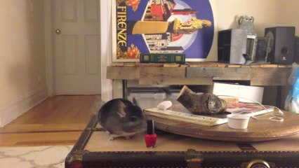 Chinchilla Hates Nail Polish, Loves Book