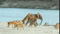 Young elephant survives attack by 14 Lions