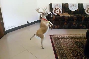 xmas deers dancing
