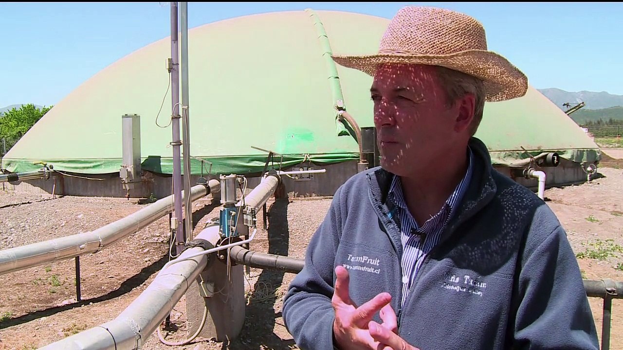 Chilean farmers turn dung into electricity