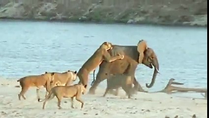 Genç Filin 14 Aslanla Kahramanca Mücadelesi