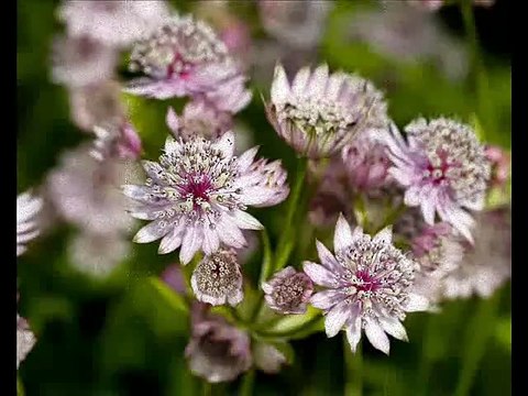 Vasilija Radojcic - Sto gu nema Cveta_