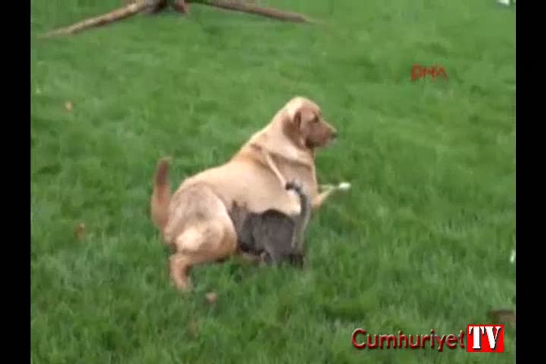 Kediye annelik yapan köpek