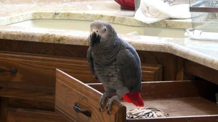 Un perroquet très positif! Alright Alright!