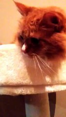 Un chat tire la langue au son du scotch!