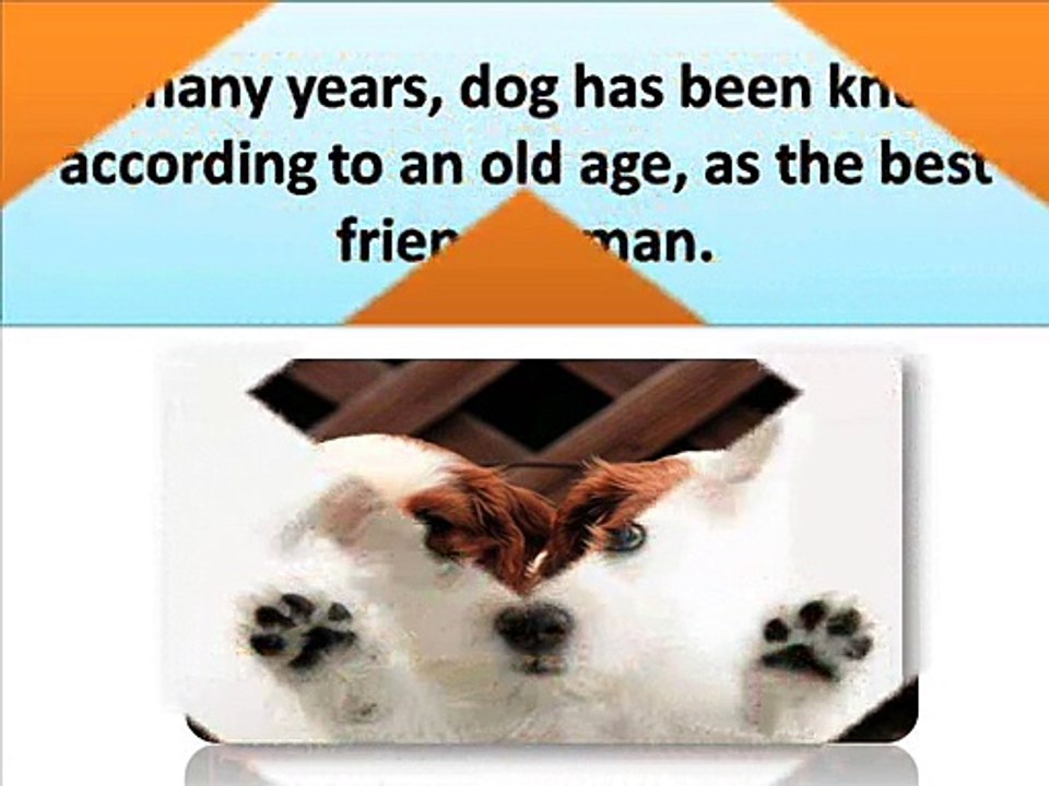 Buy Your Pet An Imaginative Gift