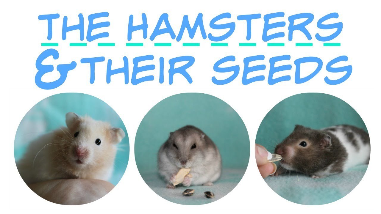The hamsters and their seeds