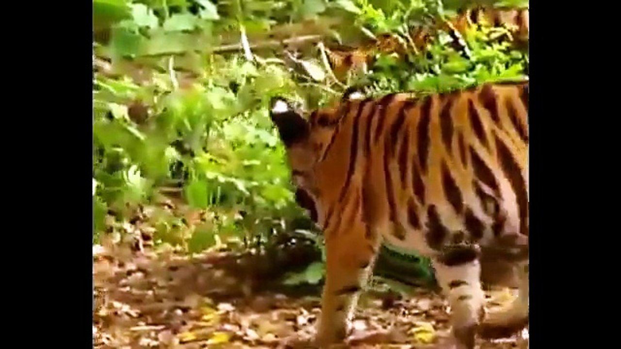 funny video