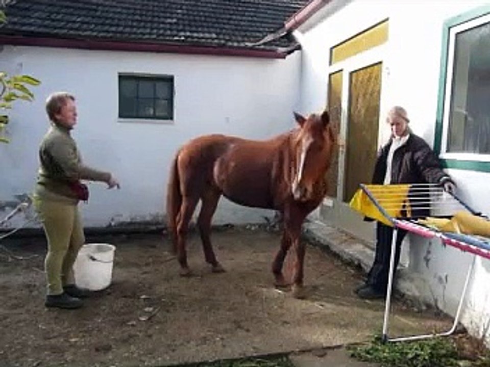 Kalafi und das Clickertraining - der Wäscheständer