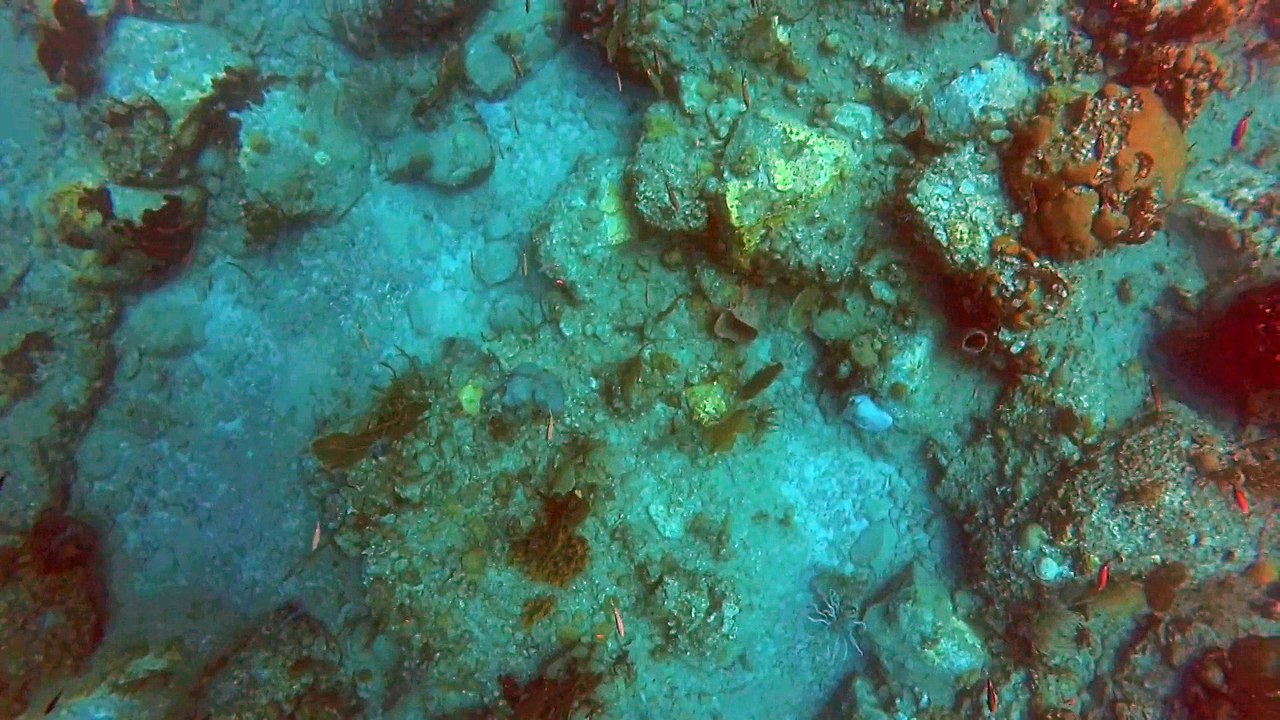 Plongée Guadeloupe, plongez dans la transparence de eaux à Bouillante 97125, Réserve Cousteau
