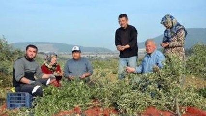 Soma Kesilen Ağaçların Zeytinlerine Hüzünlü Hasat