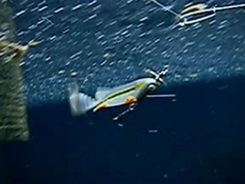 Leurre souple Vairon 0