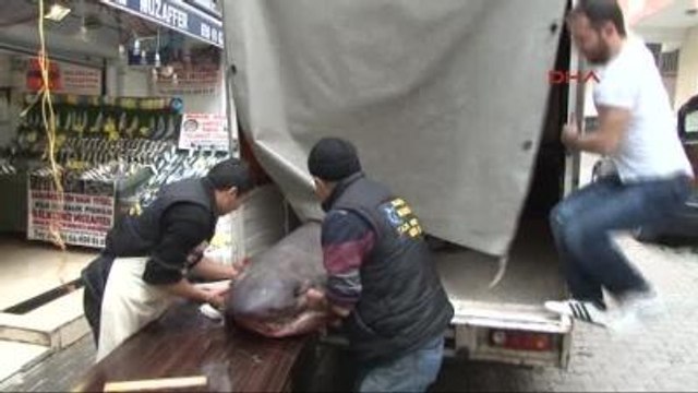 Üsküdar Açıklarında 800 Kg'lik Köpek Balığı Yakaladılar