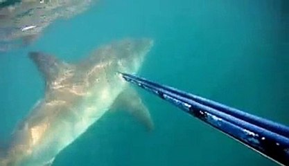 Close Call With Great White Shark  Video
