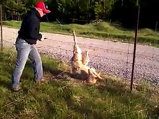 Man clips fence wire to free wolf  Video