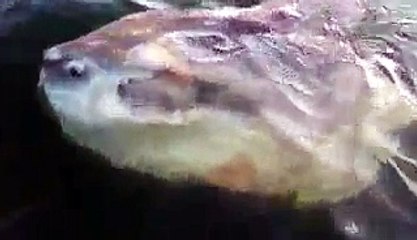 Ocean Sunfish  Video