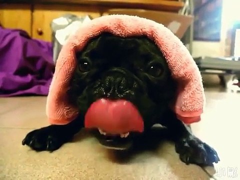 Un chien reproduit le son d'une moto en tirant la langue