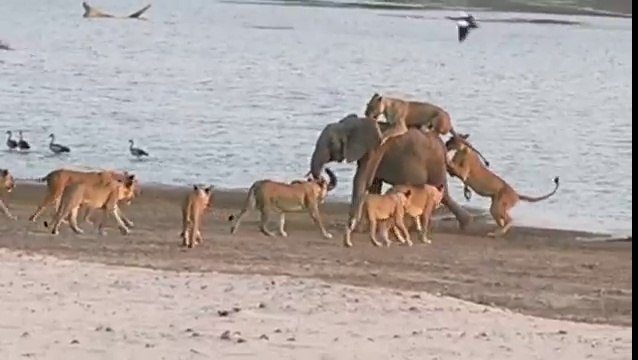 Un éléphanteau survit à l'attaque de 14 lions