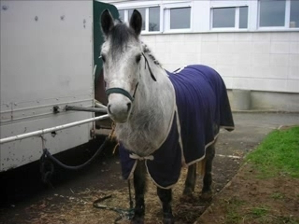 chevaux-poney laperelle