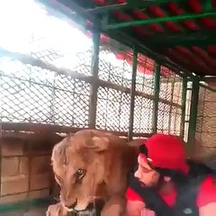 Cet homme amoureux des animaux fait sa sieste à côté d'une lionne !