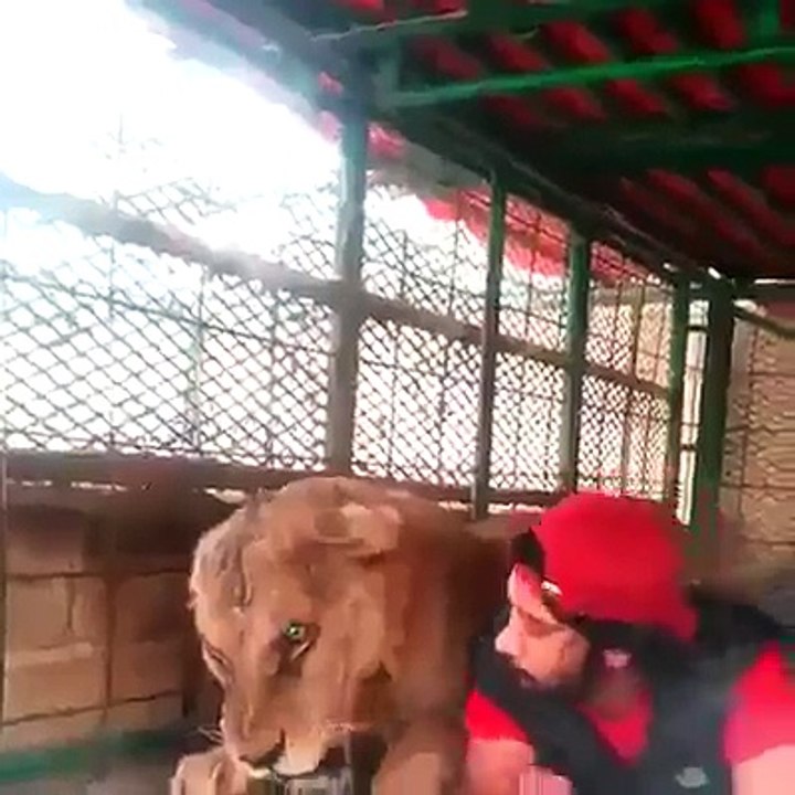 Cet homme amoureux des animaux fait sa sieste à côté d'une lionne !