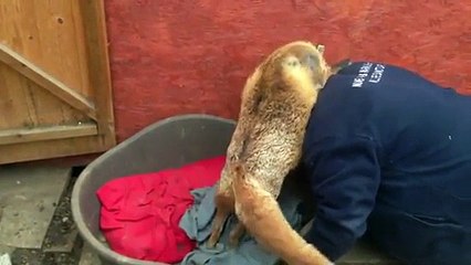 Old man has an adorable fox as a pet