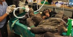Bebek Şempanze, Ameliyat Esnasında Annesine Yapışıp kaldı