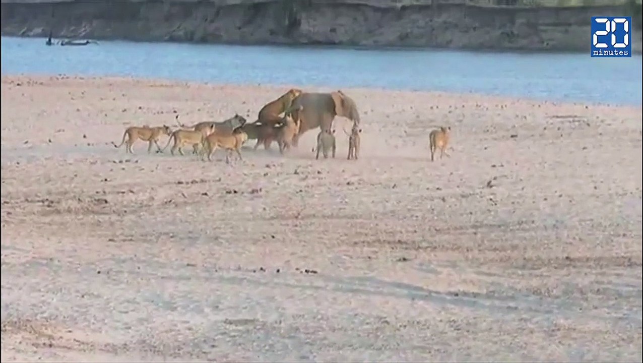 Un éléphanteau survit à l'attaque de 14 lions
