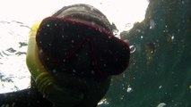 Mergulhos submarinos nos Mares de Ubatuba, SP, Brasil - parte 5