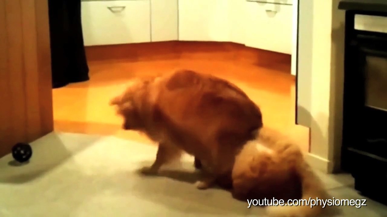 Un chat siamois devient fou devant son maître déguisé