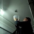 عنكبوت ضخم Huge spider