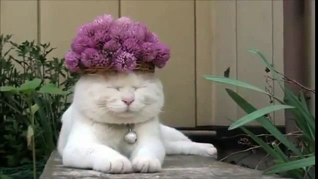 Gelmiş geçmiş en iyi eğitimli kediler