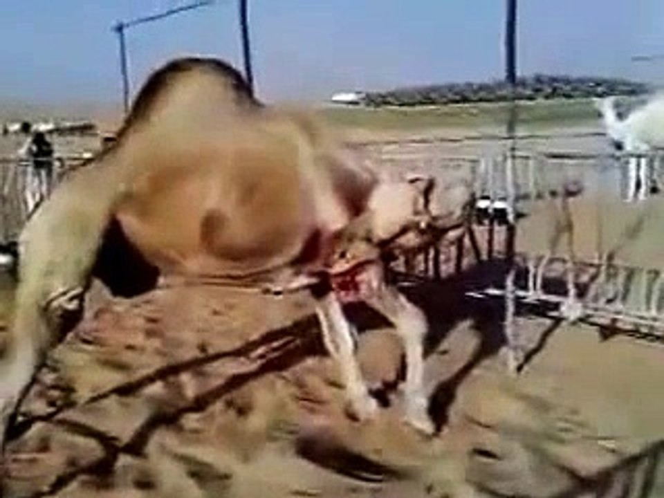 Camel bites his leg.