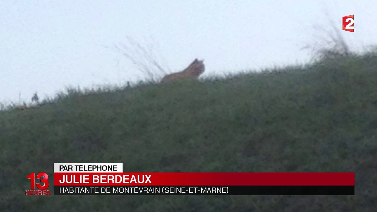 Un tigre se promène en liberté à Montévrain