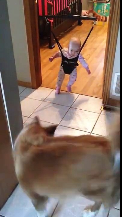 Cachorro persegue sombra